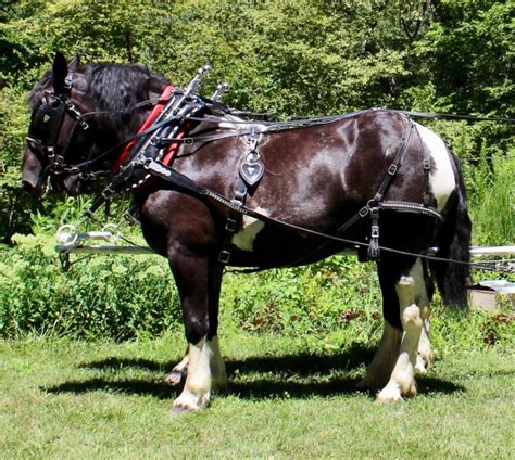 Farmwork Harness For Horses Mini Through Draft Chimacum Tack