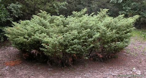 Shrubs Of Wisconsin Juniperus Communis Common Juniper