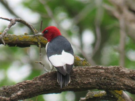 Red-headed Woodpecker - BirdWatching