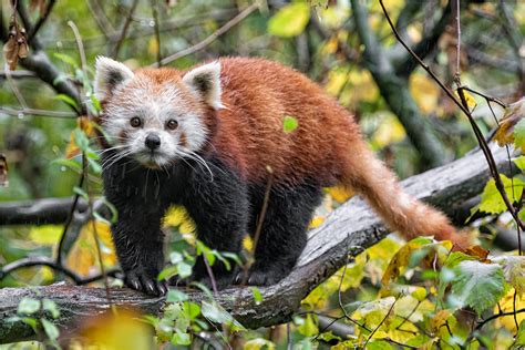 Roter Panda Foto And Bild Natur Portrait Porträt Bilder Auf