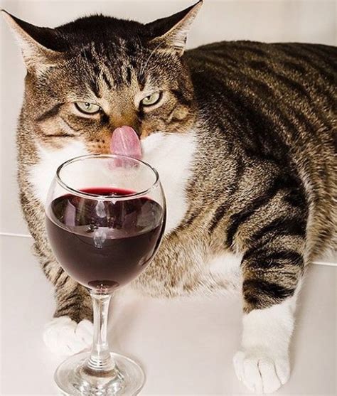 If you have any concerns regarding ptyalism and your pet, be on the lookout for other hints, including nausea. World's Best Cat & Wine Images (& Cutest, Funniest, or ...
