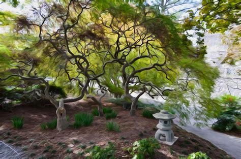 Japanese Maple Trees 1 Painting By Jeelan Clark Fine Art America