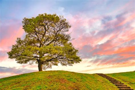 Solo Tree At The Hill Top On Sunset Stock Photo Image Of Energy