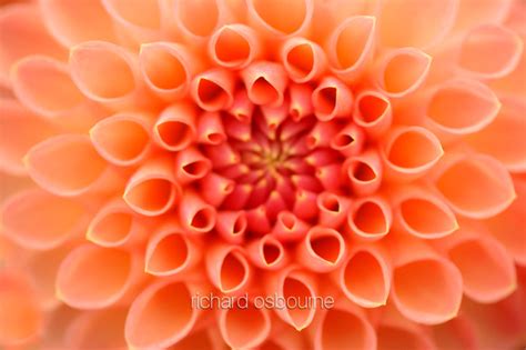 Richard Osbourne Photography Flower Closeups V1f4