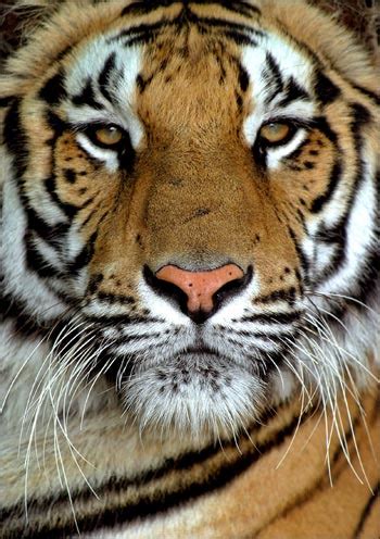 Перевод слова tiger, американское и британское произношение, транскрипция, словосочетания, однокоренные слова, примеры использования. Two tigers die in Kanha, toll in MP in one year reaches 20 ...