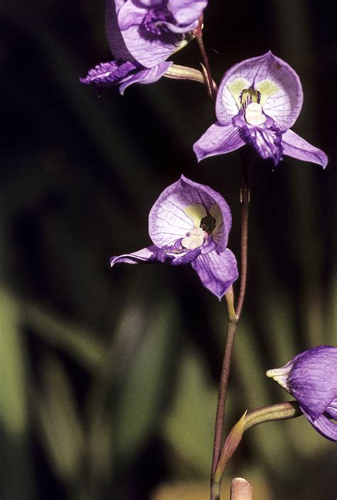 Disa purpurascens | Orchids Wiki | FANDOM powered by Wikia