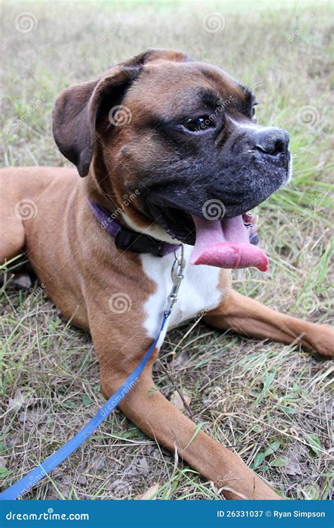 Boxer Dog Laying Down Stock Image Image Of Colour Chilled 26331037