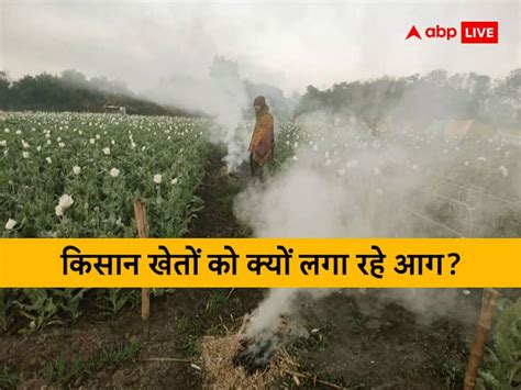 Farmers Are Burning Afeem Farming Or Opium Farming In Udaipur Division