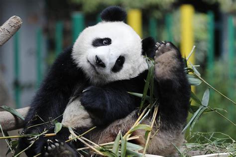 10 Fotos Adorables De Los Osos Pandas ¡te Encantarán