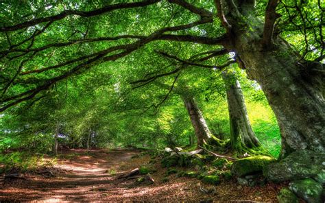 Free Download Forest Trail Of Green Trees Hd Desktop Wallpaper Hd
