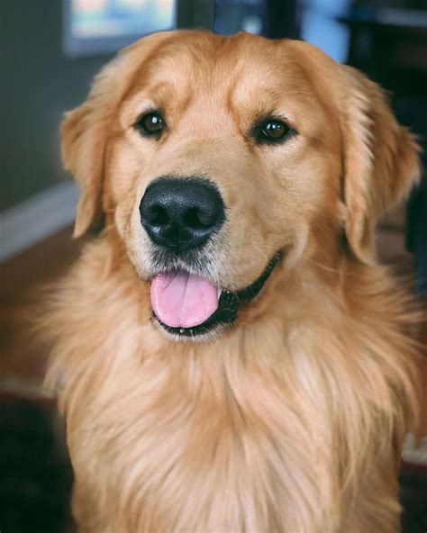 Golden retriever puppy training is not always easy. simple dog training tips #dogtrainingadvice in 2020 (With ...