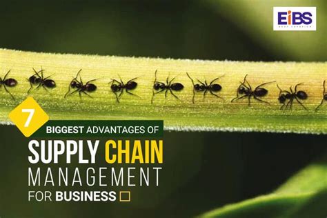 7 Biggest Advantages Of Supply Chain Management For Business