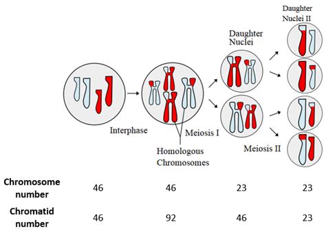 Mitosis And Meiosis Chromosome Numbers