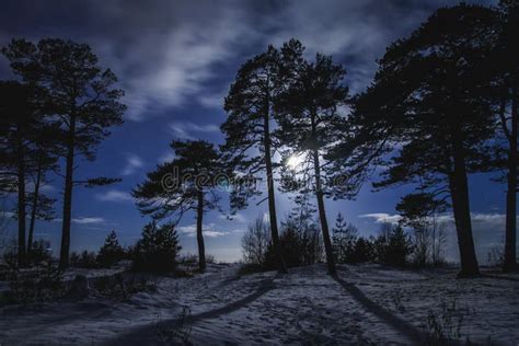 Foresta Alla Notte Con Luce Della Luna Fotografia Stock Immagine Di