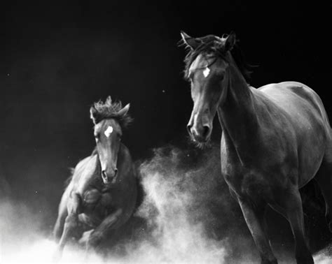 Equestrian Photography Neil Latham American Thoroughbred