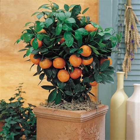 Gurneys 2 In Pot Calamondin Orange Citrus Live Potted Tropical Plant