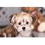Bonnie  Gorgeous TOY Morkie Puppies Online