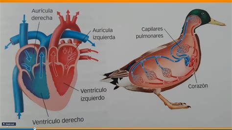 El Sistema Circulatorio Sanguíneo De Los Animales Vertebrados Por