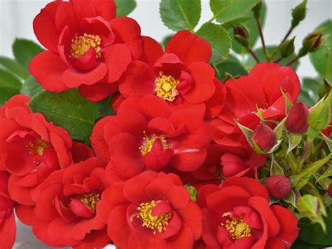 Buy Online Patio Standard Rose Bella Rosa Ashwood Nurseries