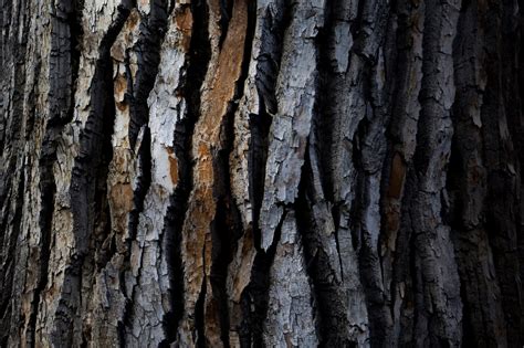 The Texture Of The Tree Wallpapers High Quality Download Free