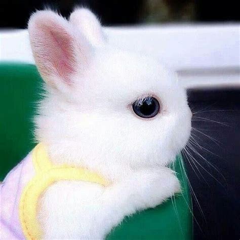 Cute Bunny Raww