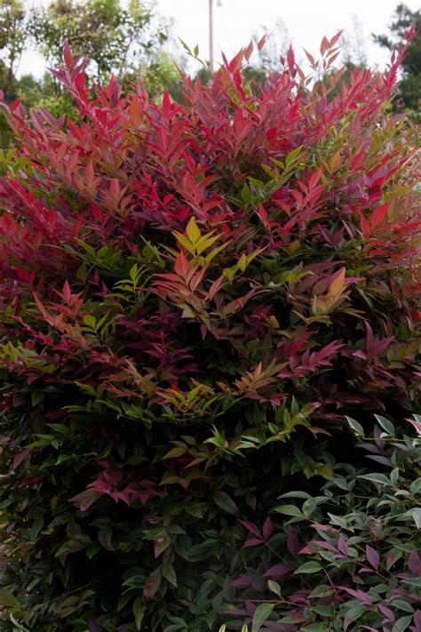 Maybe you would like to learn more about one of these? nandina_obsession This new and distinctive nandina is an ...