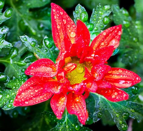 Wet Flower Macrophotograph Taken In The Rain Yesterday On Flickr