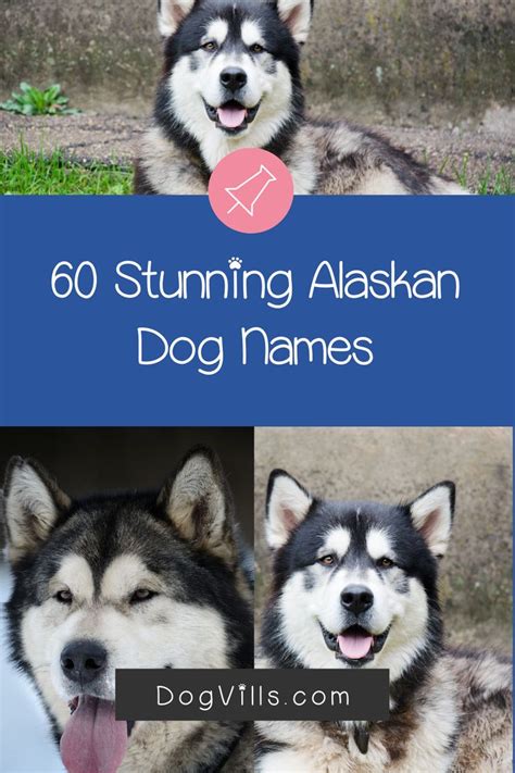 60 Stunning Alaskan Dog Names For Male And Female Pups Dogvills Dog