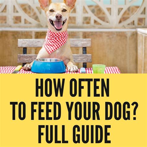 Can I Feed My Dog Thrice Every Dayhow Often To Feed Your Dog