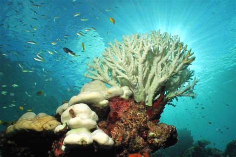 Great Barrier Reef Coral Bleaching Update Bespoke Vacations