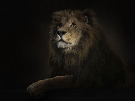 Dionne Beard Lion King Hd