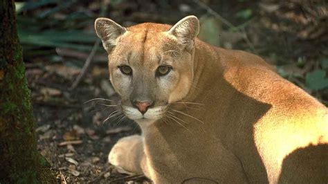 how restoring the everglades can save the florida panther and our home the invading sea