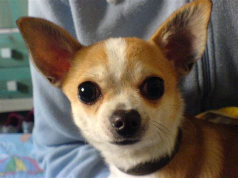 Fantastic mexican dog names for chihuahuas alejandro Chihuahua Dog Names - Over 500 Gorgeous Ideas! | PetPress