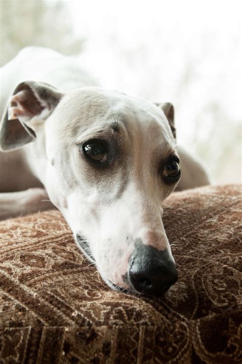 Many breeds available, even puppies and kittens. Whippets! Dogs available for adoption, right here in ...