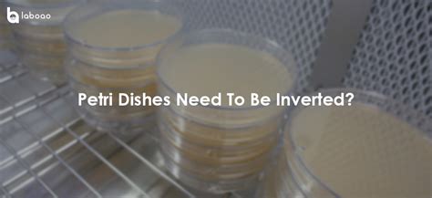 Why Do Petri Dishes Need To Be Inverted Laboao