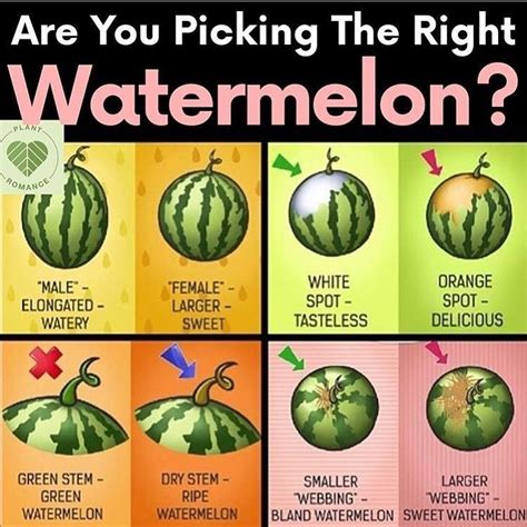 More images for how do you know when to pick a watermelon » The summer has ended but guess what watermelon is still ...