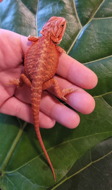 Red Hypo Trans Leatherback Central Bearded Dragon By Midwest Dragons