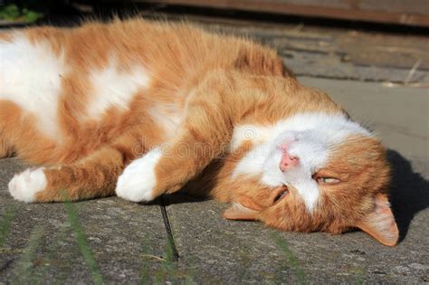 Cat eye discharge is no joke. 3,236 Eye Injury Photos - Free & Royalty-Free Stock Photos ...