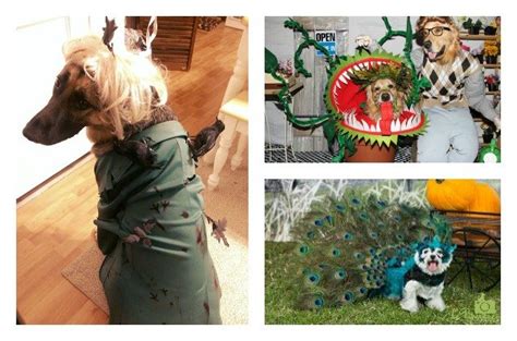 Winners Of Our Halloween Howl Dog Costume Contest Petguide