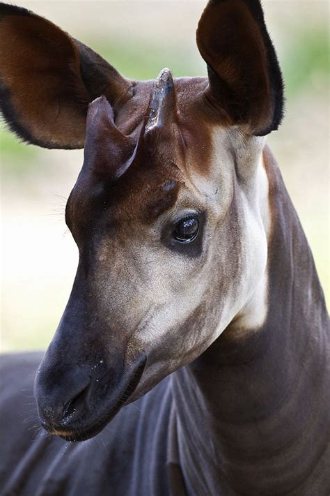 Okapi Endangered Animals Okapi Animals Beautiful