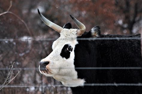 Black And White Bull In Winter Free Stock Photo Public Domain Pictures