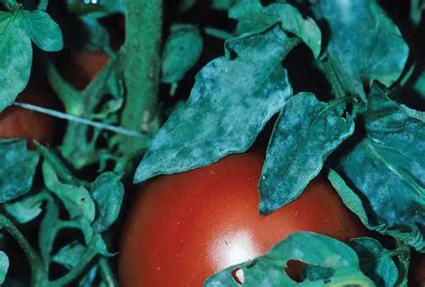 Powdery Mildew On Tomatoes How To Identify And Treat It