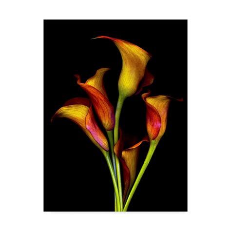 Trademark Art Calla Lilies Graphic Art Print On Wrapped Canvas