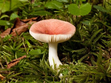 Filerussula Mushroom Kaldari 01 Wikimedia Commons