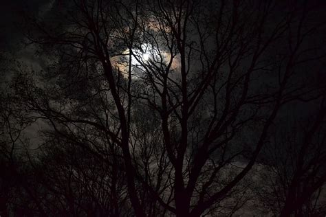 Dark Night Forest Hd Wallpaper Forest Images Wallpapers For Mobile And