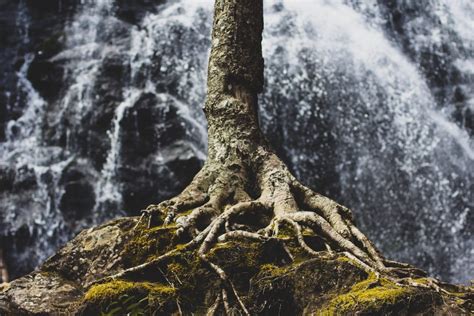 Tree With Exposed Roots Growing On Rock Person Centered Tech
