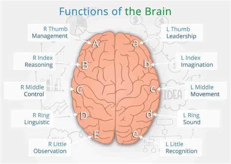 Brain Fingerprint Technology How It Connects Brainwonders