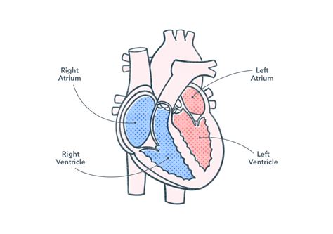 Details Human Heart Drawing Labeled Best Seven Edu Vn
