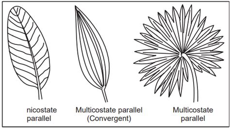 Morphology Of Leaves Solution Parmacy