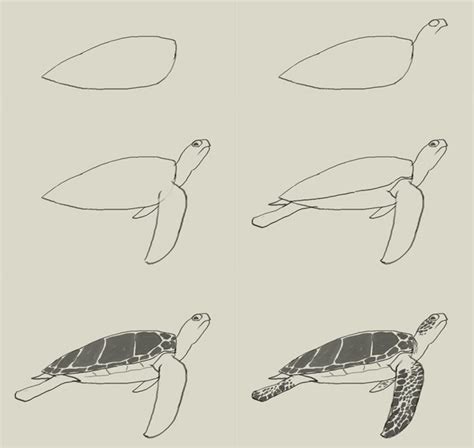 Mauacheron / june 24, 2012. How to draw green sea turtle | Turtle drawing, Turtle ...